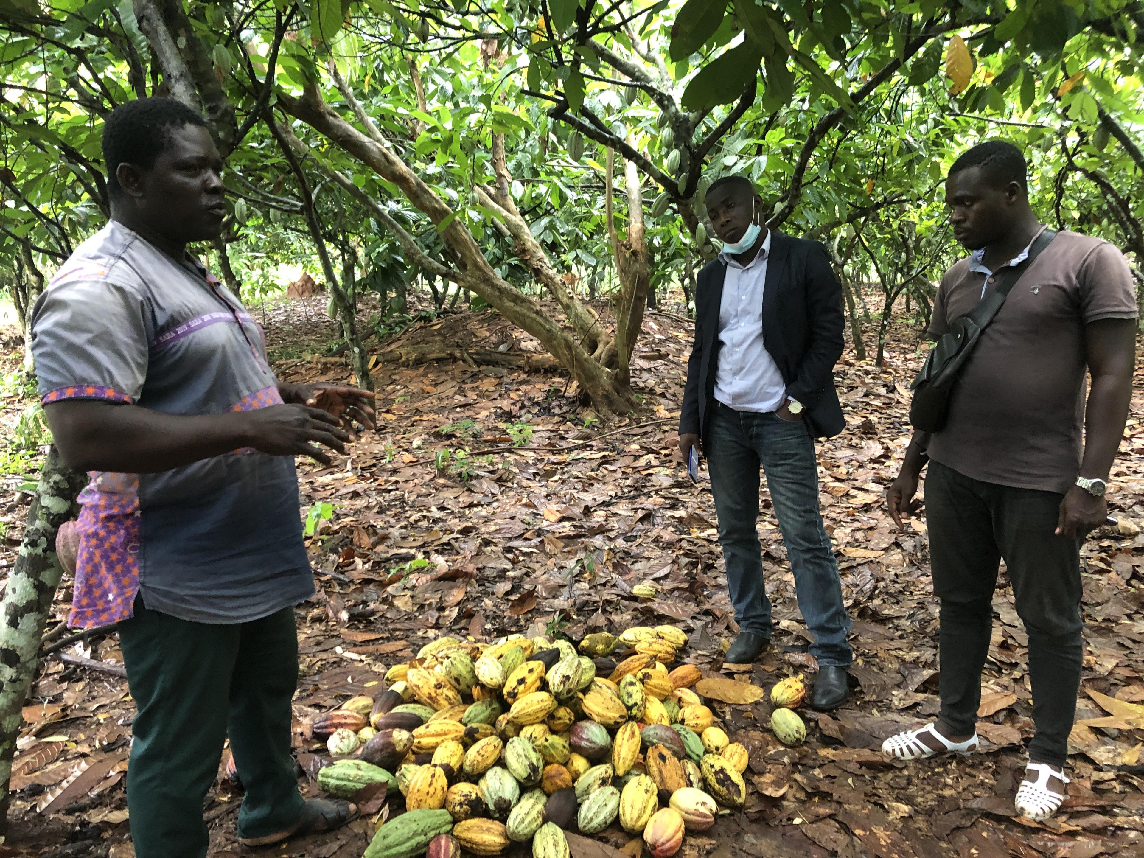 Kakaobauer auf seiner Plantage erklärt, worauf es beim Bioanbau ankommt