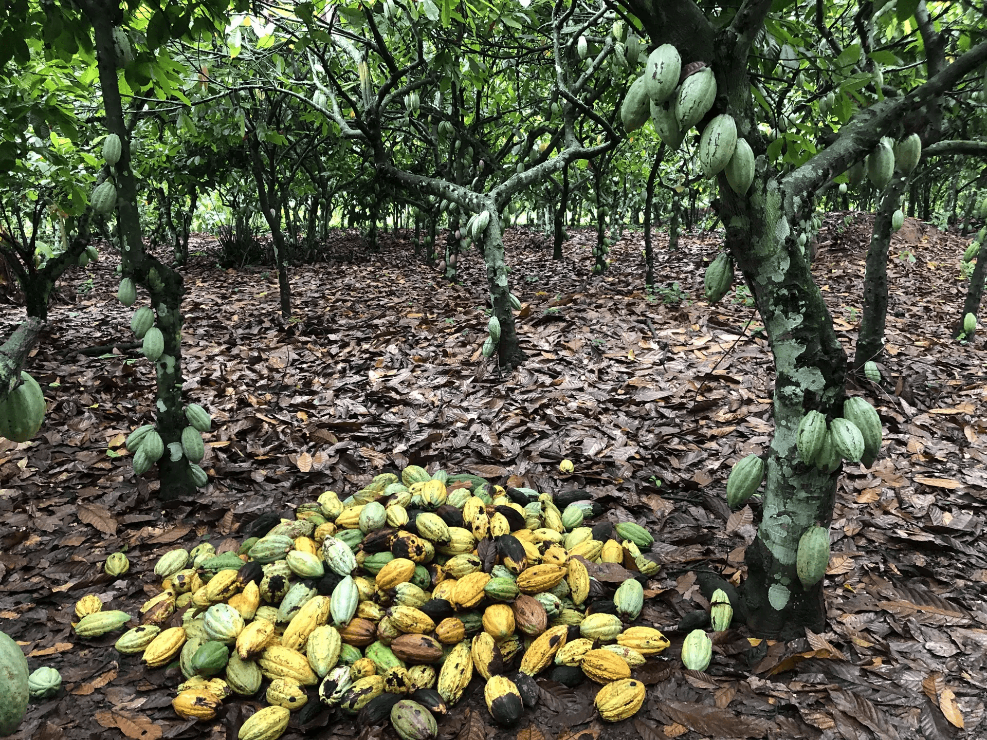 Cabosses de cacao fraîchement récoltées sur une plantation bio à Mbrimbo, Côte d'Ivoire.