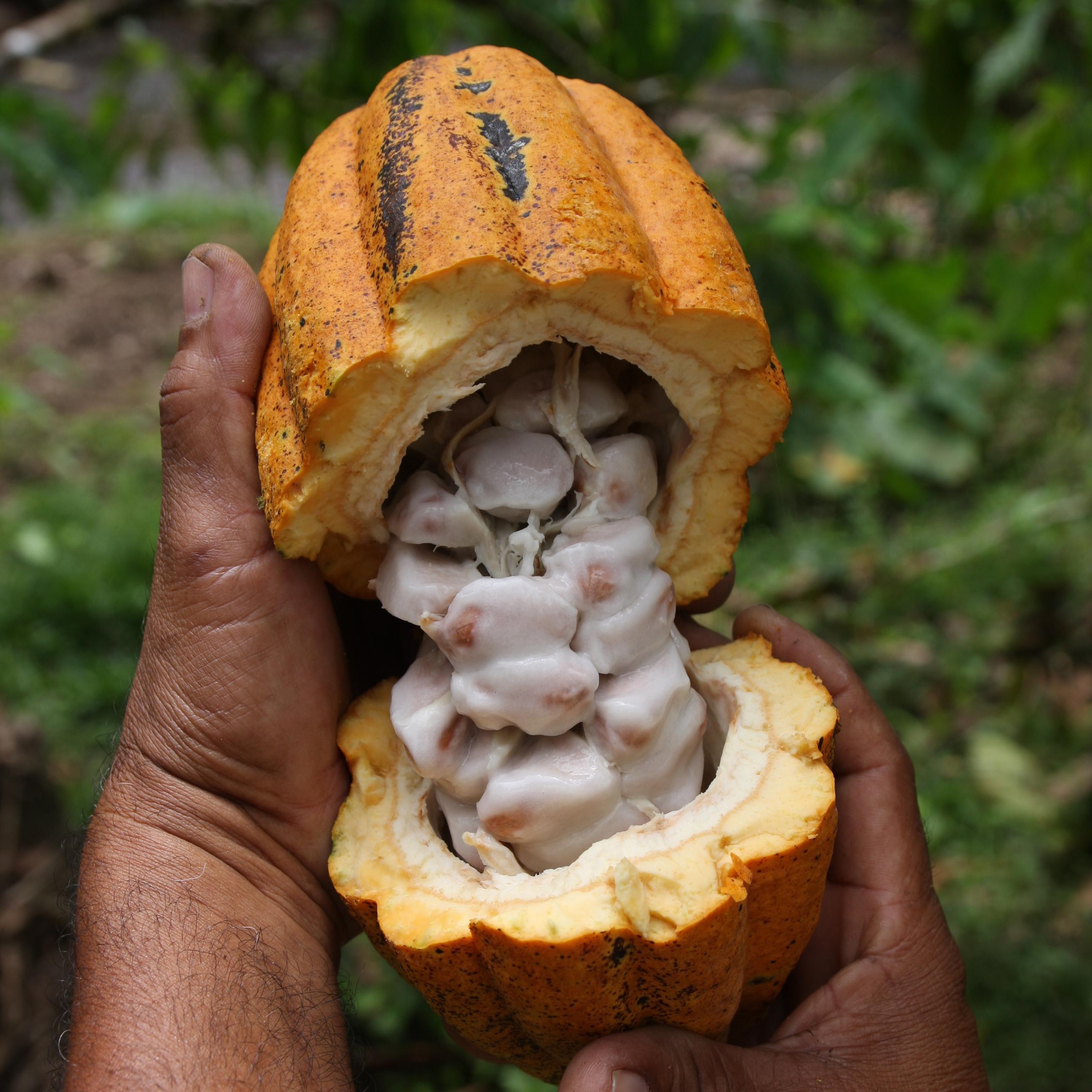 Öffenen Kakaoschote